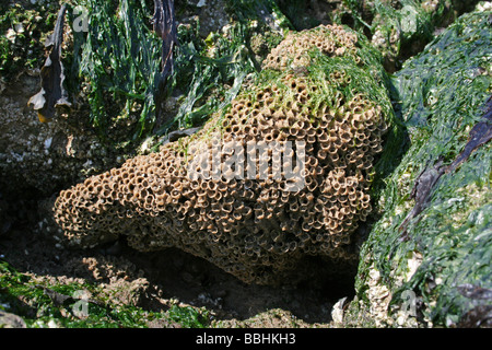 Reef Colony Of The Honeycomb Worm Sabellaria alveolata At New Brighton, Wallasey, The Wirral, Merseyside, UK Stock Photo