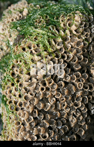 Close Up Of Reef Colony Of The Honeycomb Worm Sabellaria alveolata At New Brighton, Wallasey, The Wirral, Merseyside, UK Stock Photo
