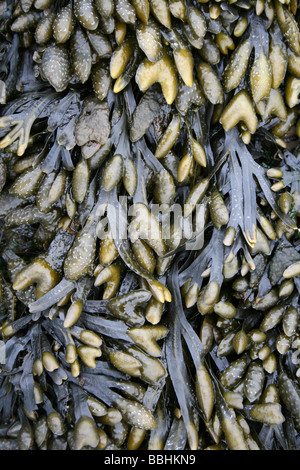 Spiral (a.k.a. Flat) Wrack Fucus spiralis Showing Swollen Reproductive Receptacles. Taken At New Brighton, The Wirral, UK Stock Photo