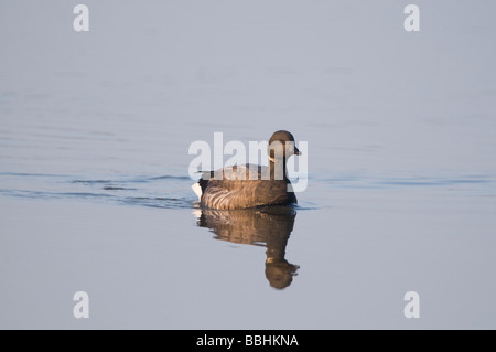 Brent Goose Branta bernicla in tidal creek at Brancaster Staithe Norfolk winter Stock Photo