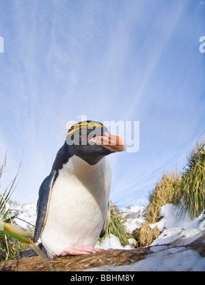 Macaroni Penguin Eudyptes chrysolophus Cooper Bay South Georgia November Stock Photo