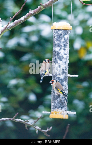 Goldfinches Carduelis carduelis on niger seed feeder in garden winter Stock Photo