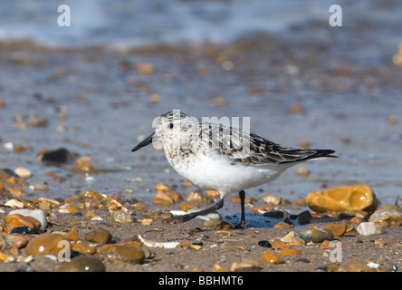 Sanderling Calidris alba adult moulting from breeding to non breeding plumage Norfolk August Stock Photo