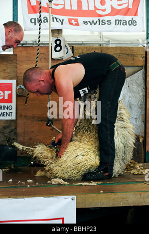 Sheep shearing contest at Northumberland County Show in Corbridge May 2009 Stock Photo