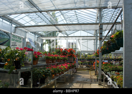 plants for sale in garden centre Stock Photo