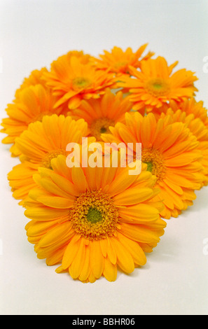 Orange Gerberas, a daisy type flower on a plain background. Stock Photo
