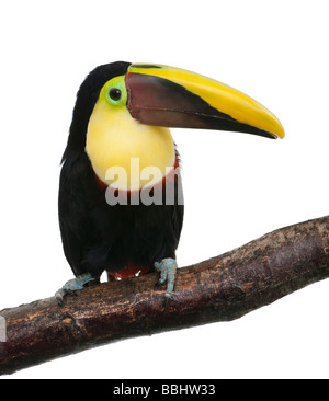 Chestnut mandibled Toucan or Swainson s Toucan Ramphastos swainsonii 3 years in front of a white background Stock Photo