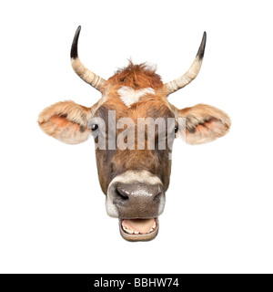 Close up on a head of a brown Jersey cow 10 years old in front of a white background Stock Photo