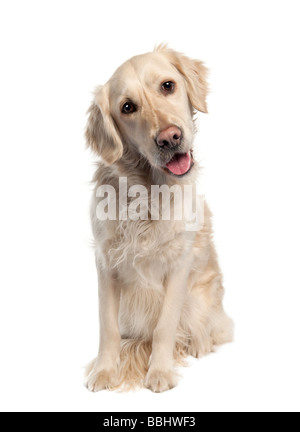 Golden Retriever Sitting In Front Of A White Background Stock Photo -  Download Image Now - iStock