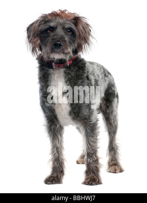 griffon 3 years old in front of a white background Stock Photo