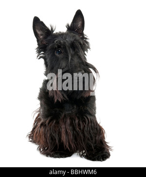 Scottish Terrier 16 months old in front of a white background Stock Photo