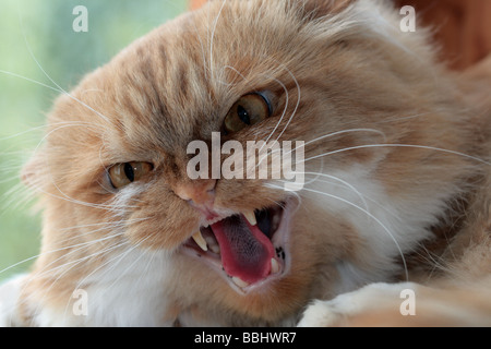 Aggressive red cat Stock Photo