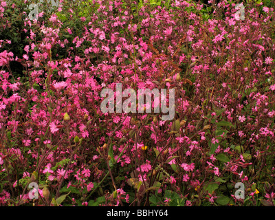 campion Stock Photo