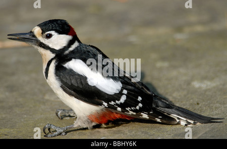 An Adult male Great Spotted Woodpecker (Dendrocopos major) stis stunned on the ground after flying into a window. Stock Photo