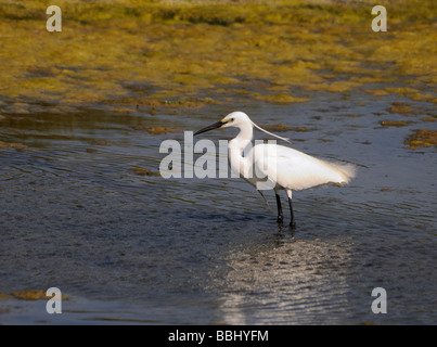 A Little Egret (Egretta garzetta) hunting for small fish and other food in a shallow Lagoon near the Cuckmere River. Stock Photo