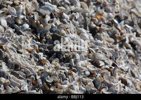 Environmental disaster polluted beach Lake Erie from above overhead top view nobody none in Ohio USA US horizontal hi-res Stock Photo