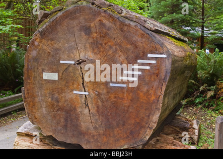 USA California Weott Avenue of the Giants motorcycle rides the highway Humboldt Redwoods State Park 32 mile scenic highway old g Stock Photo