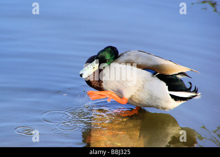 Ente duck 07 Stock Photo