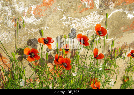 Klatschmohn vor Mauer corn poppy before the wall 02 Stock Photo