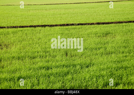 paddy field, kerala, india Stock Photo