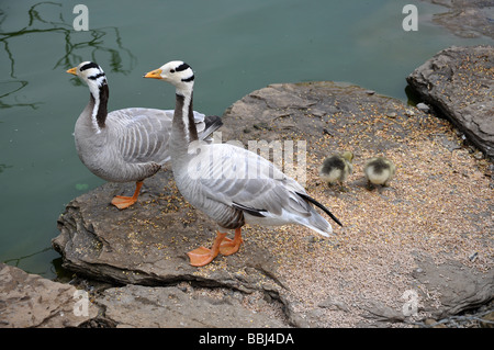 Bar-headed geese Anser indicus with chicks Stock Photo