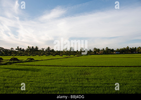 Paddy Field of Kerala, India Stock Photo - Alamy