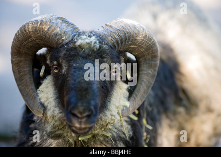 Sheep, Åsenfår (Ovis aries domesticus) Stock Photo
