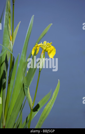 Yellow Flag Iris pseudacorus Iridaceae Stock Photo
