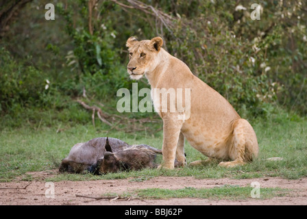 Lioness, Panthera leo, Masai Mara National Reserve, Kenya, Africa Stock ...