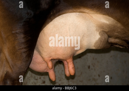 Dairy Cow udder after milking Stock Photo