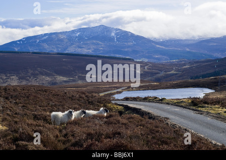 dh General Wades military road SCHIEHALLION PERTHSHIRE Blackface sheep mountain scottish wade highlands scotland mountains animals uk highland Stock Photo