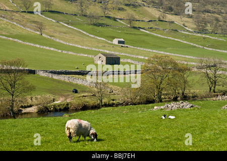 dh Yorkshire Dales National Park WHARFEDALE NORTH YORKSHIRE Sheep lambs in farm fields barns spring scenic field uk Stock Photo