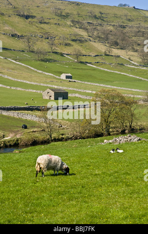 dh Yorkshire Dales National Park WHARFEDALE NORTH YORKSHIRE Sheep and lambs in fields and barns spring uk field barn summer Stock Photo