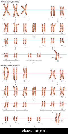 Male and female human karyotypes. Stock Photo