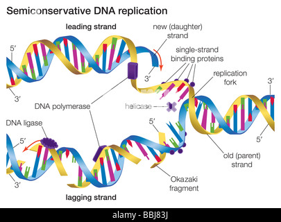 In semiconservative DNA replication an existing DNA molecule separates into two template strands to which new nucleotides align. Stock Photo