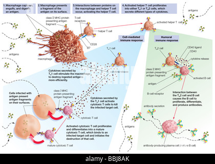 Stimulation of immune response by activated helper T cells. Stock Photo