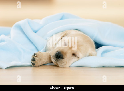 Labrador Retriever dog, puppy sleeping in a blue blanket Stock Photo
