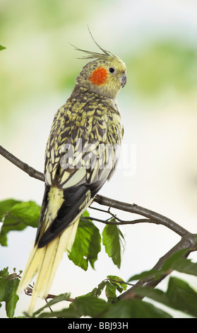cockatiel on twig / Nymphicus hollandicus Stock Photo