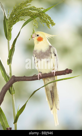 cockatiel on branch / Nymphicus hollandicus Stock Photo
