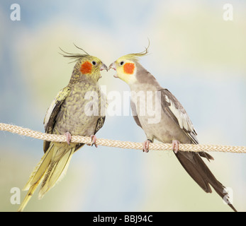 Cockatiel (Nymphicus hollandicus). Two adult birds on a rope, fighting Stock Photo