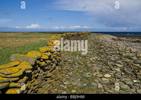 dh Brides Ness NORTH RONALDSAY ORKNEY Stone wall which encircles island keeps sheep off the land and on the shore Stock Photo