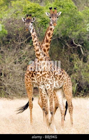 Two Headed Giraffe Stock Photo - Alamy