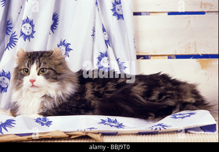 American Curl cat - lying on cloth