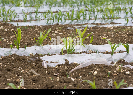 Maize being grown under plastic for use as winter feed for dairy cows Stock Photo