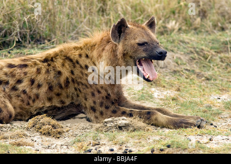 Spotted hyena yawning - Ngorongoro Crater, Tanzania Stock Photo