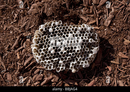 large wasp nest found on ground in parking lot North Florida Stock Photo