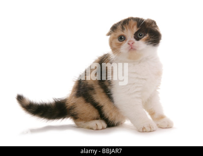 Scottish Fold cat - kitten - cut out Stock Photo