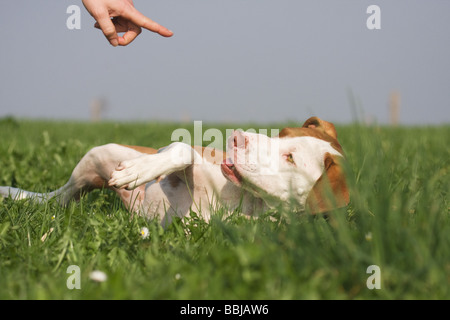 education: half breed dog (Podenco-Pointer) - lying in the grass Stock Photo