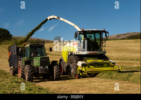 Claas 940 self propelled forage harvestor working in field Filling trailers with chopped grass Cumbria Stock Photo