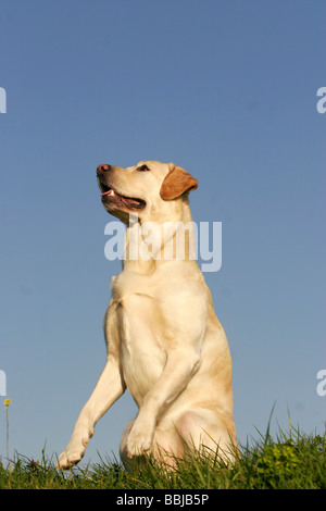 Labrador Retriever dog - sitting on meadow Stock Photo